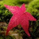 Autumn Leaf